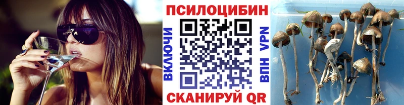 mega ССЫЛКА  Дорогобуж  Псилоцибиновые грибы прущие грибы  наркотики 